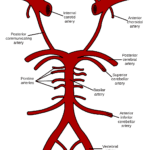 vascular anatomy